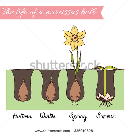 Planting Bulbs Stock Photos, Royalty.