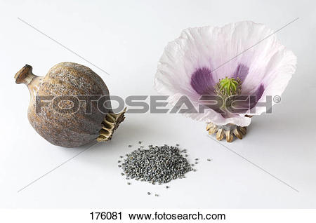 Stock Photography of Opium Poppy (Papaver somniferum). Flower.