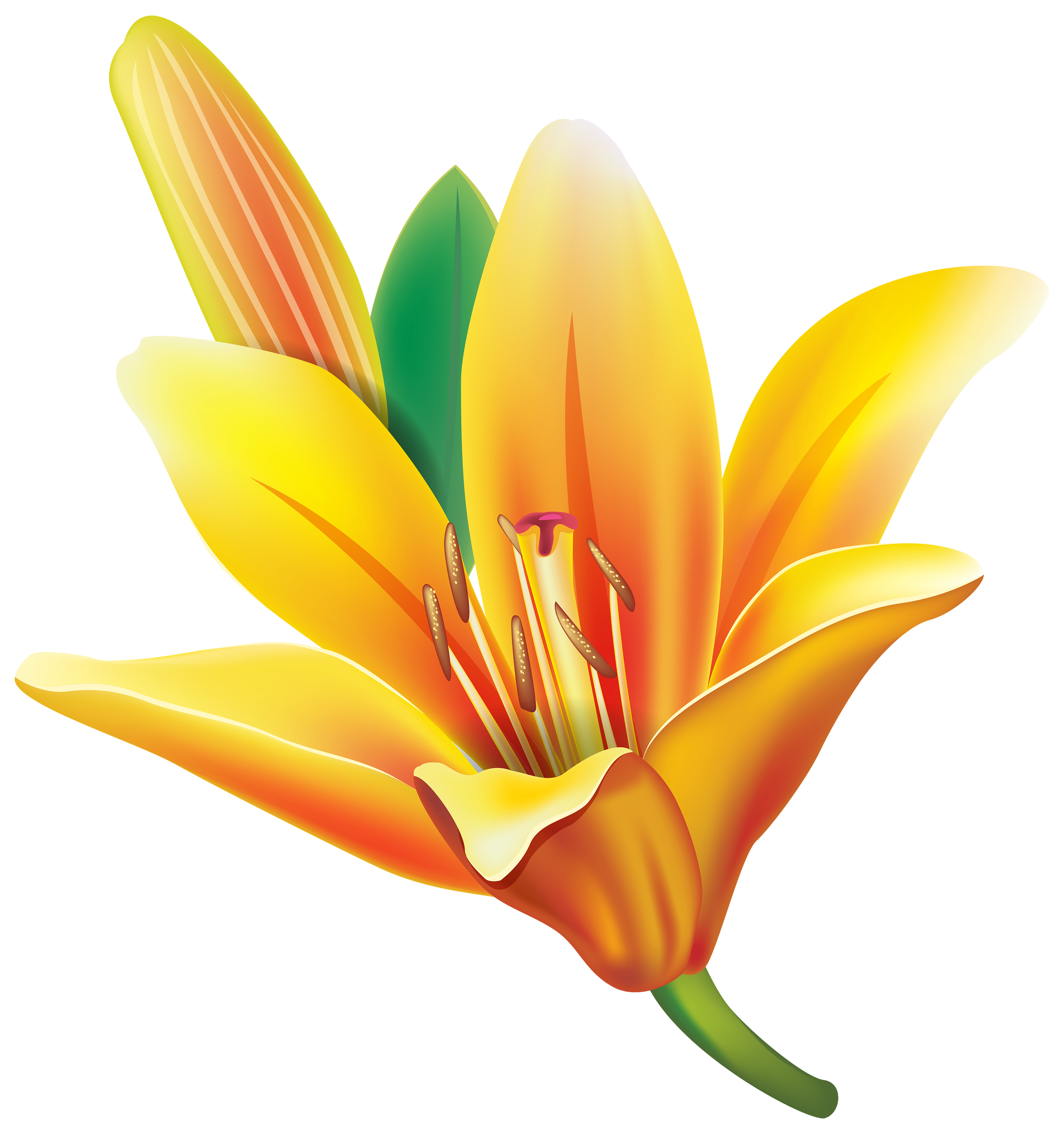 Yellow Lily Flower PNG Clipart.