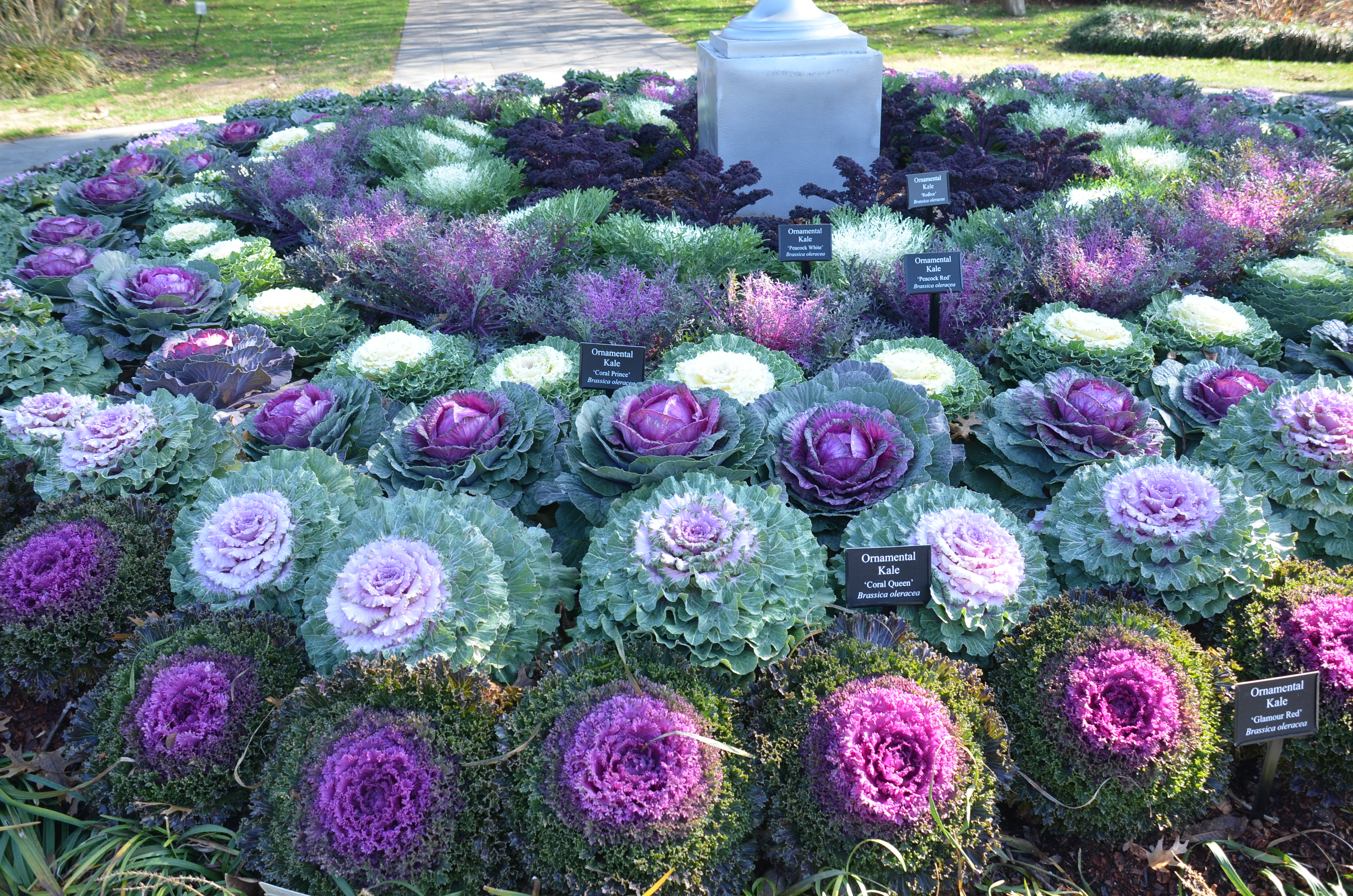 Ornamental kale perennial.