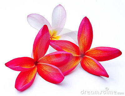 Pink Frangipani Border Stock Photos, Images, & Pictures.