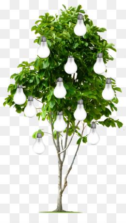 Frangipani Tree PNG and Frangipani Tree Transparent Clipart.