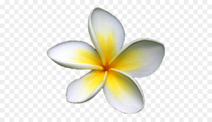 Frangipani Flower png download.