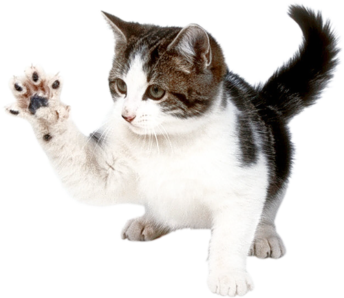 Cat PNG images.