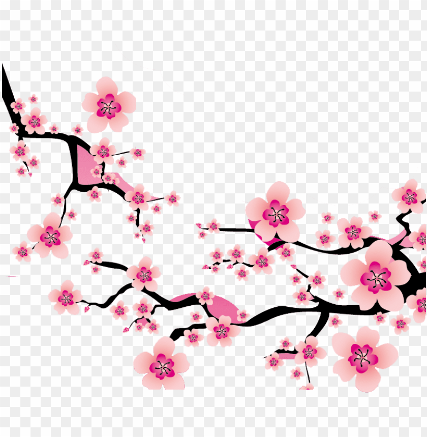 sakura blossom clipart plum flower.