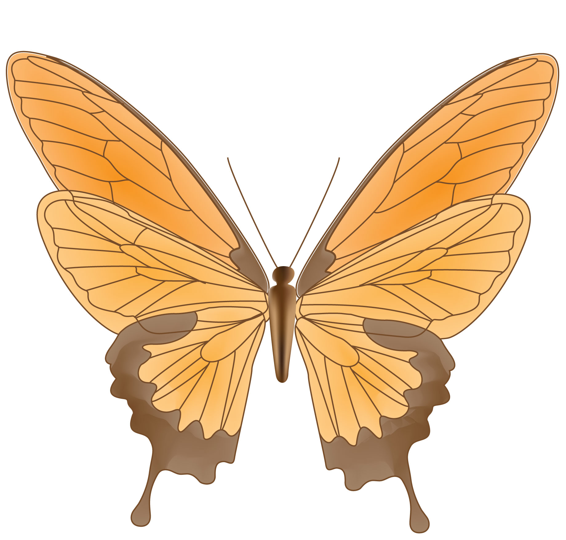 Butterfly Graphic.