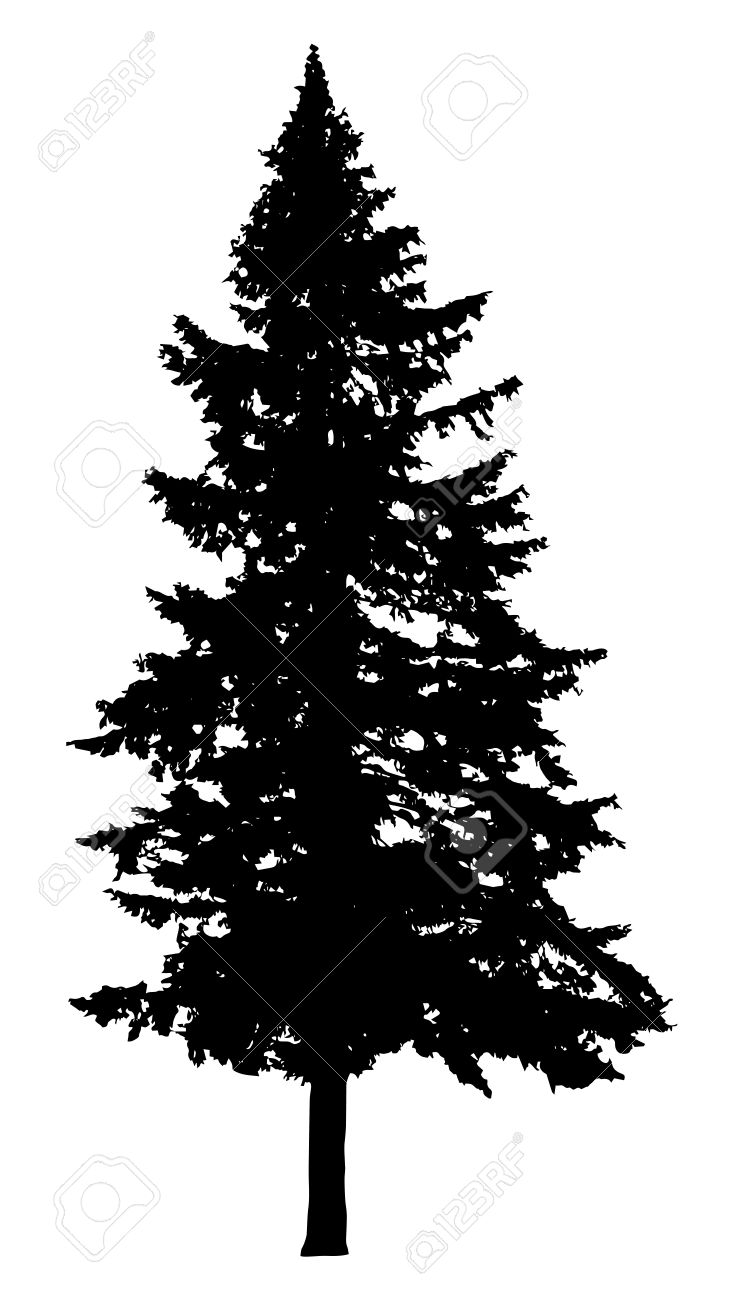 Pine tree silhouette isolated on white background.