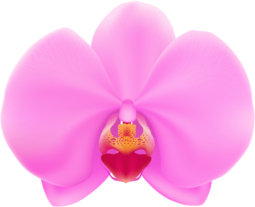 Free Png Pink Orchid Png Png Images Transparent.