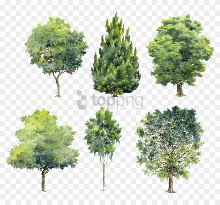 Free Png Watercolor Trees For Photoshop Png Image With.