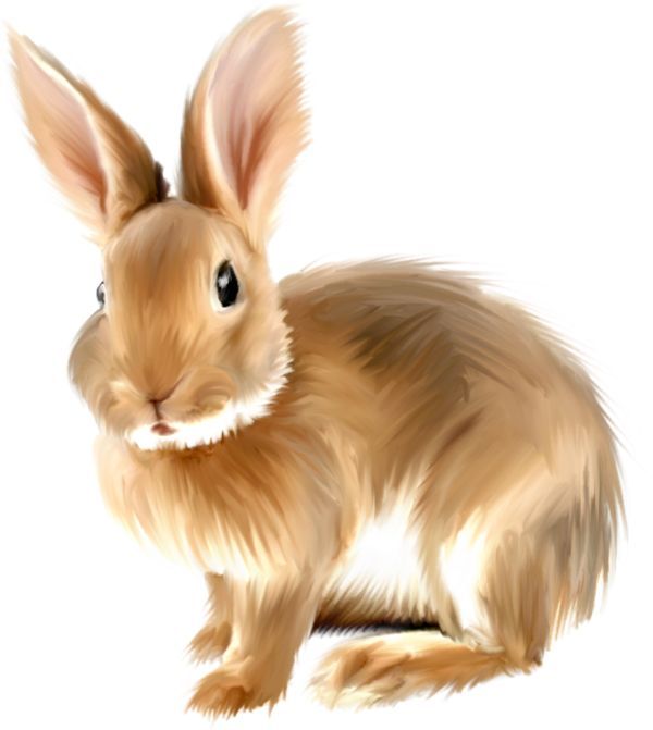 Bunny rabbit clipart free graphics of rabbits and bunnies.