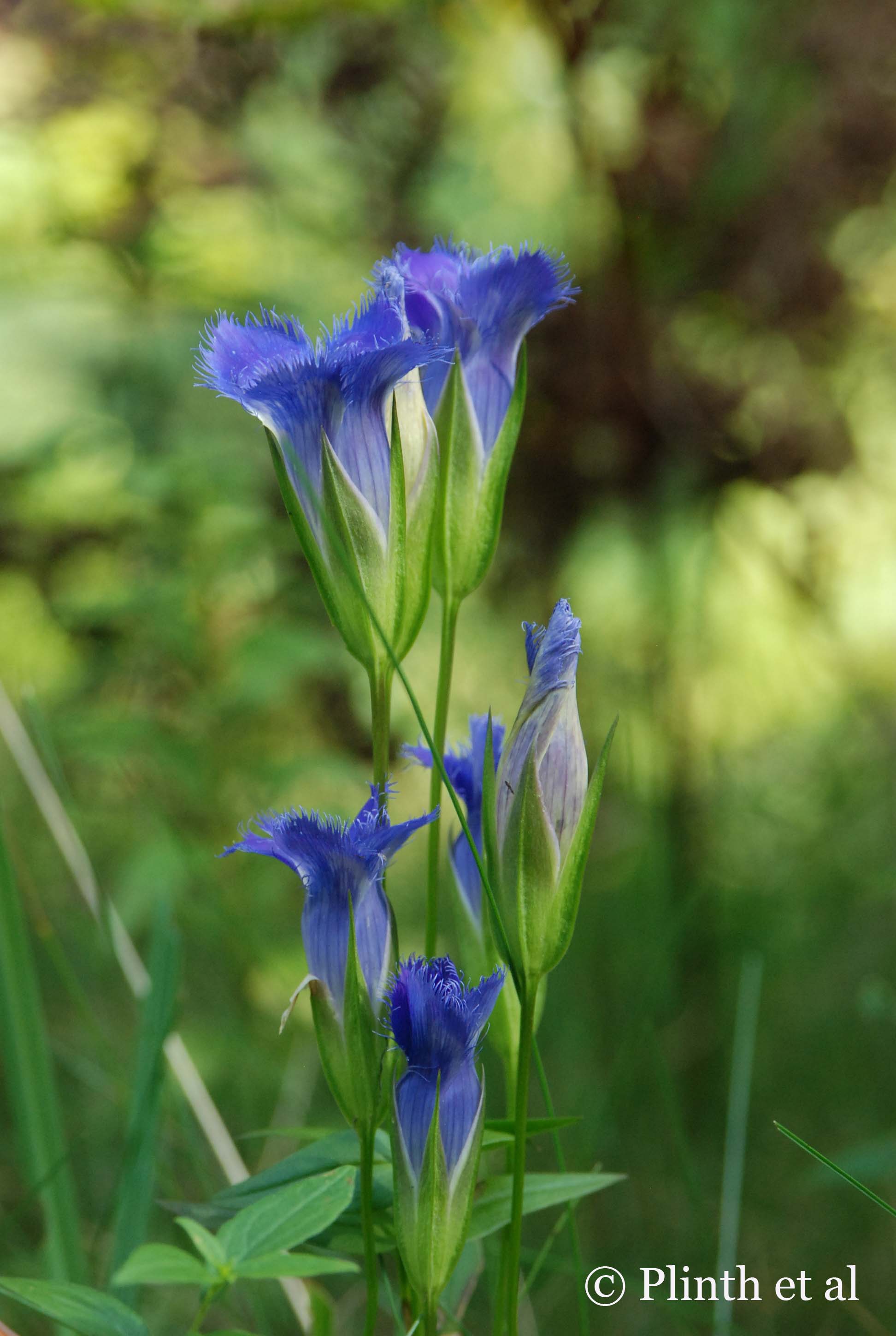 Fringed Gentian.