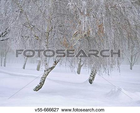 Picture of Snow and frozen fog on trees in the Wallowa Mountains.