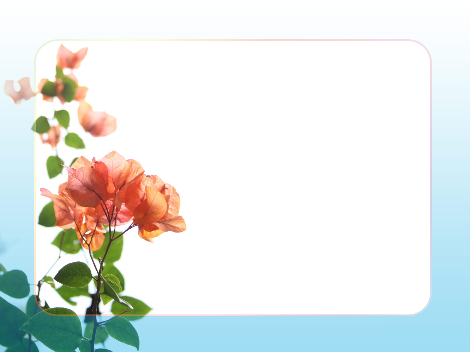 Flower Border Clip Art Hd Background Wallpaper 27 HD.