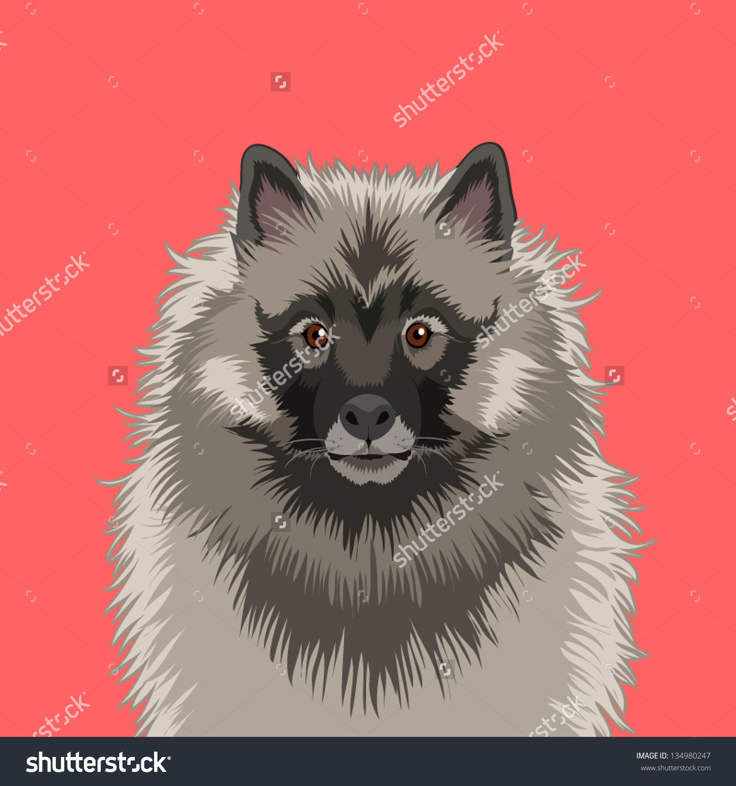 Keeshond, The Buddy Dog Stock Vector Illustration 134980247.