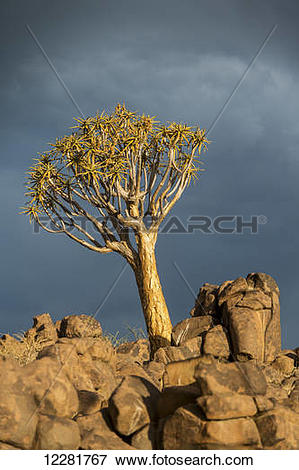 Picture of Quiver tree (Aloe dichotoma) forest in the Playground.