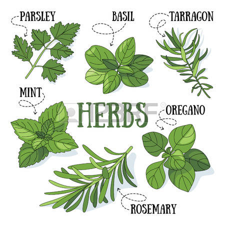 5,127 Kitchen Herbs Stock Vector Illustration And Royalty Free.