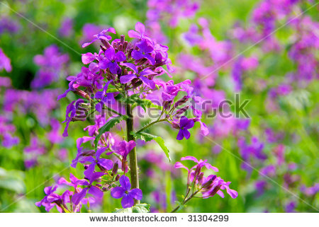 Lunaria free stock photos download (3 Free stock photos) for.