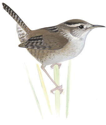 Rock Wren.