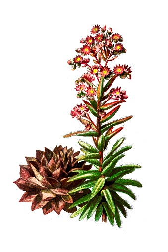 Sempervivum Clip Art, Vector Images & Illustrations.