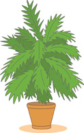 House plants clipart.