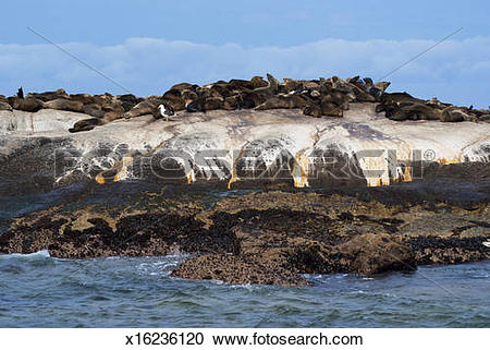 Stock Photography of Hout Bay Cape Fur seal colony. x16236120.