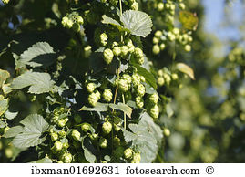 Humulus lupulus Stock Photo Images. 1,068 humulus lupulus royalty.