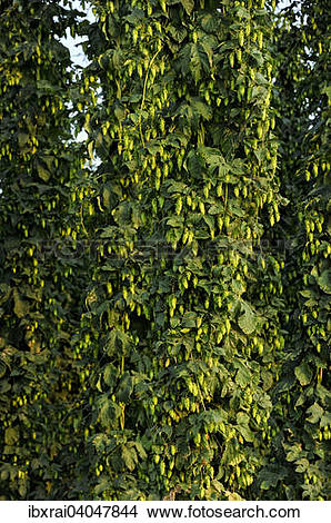 Stock Photo of Erntereifer Echter Hopfen (Humulus lupulus.