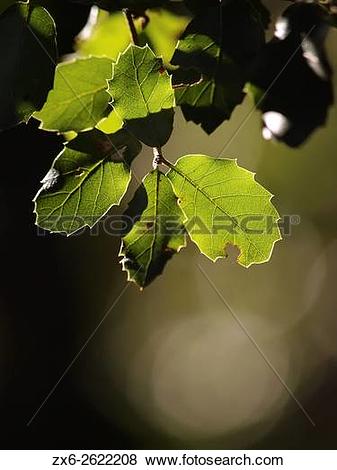 Pictures of Holm Oak (Quercus ilex) backlit leaves. Winter at.