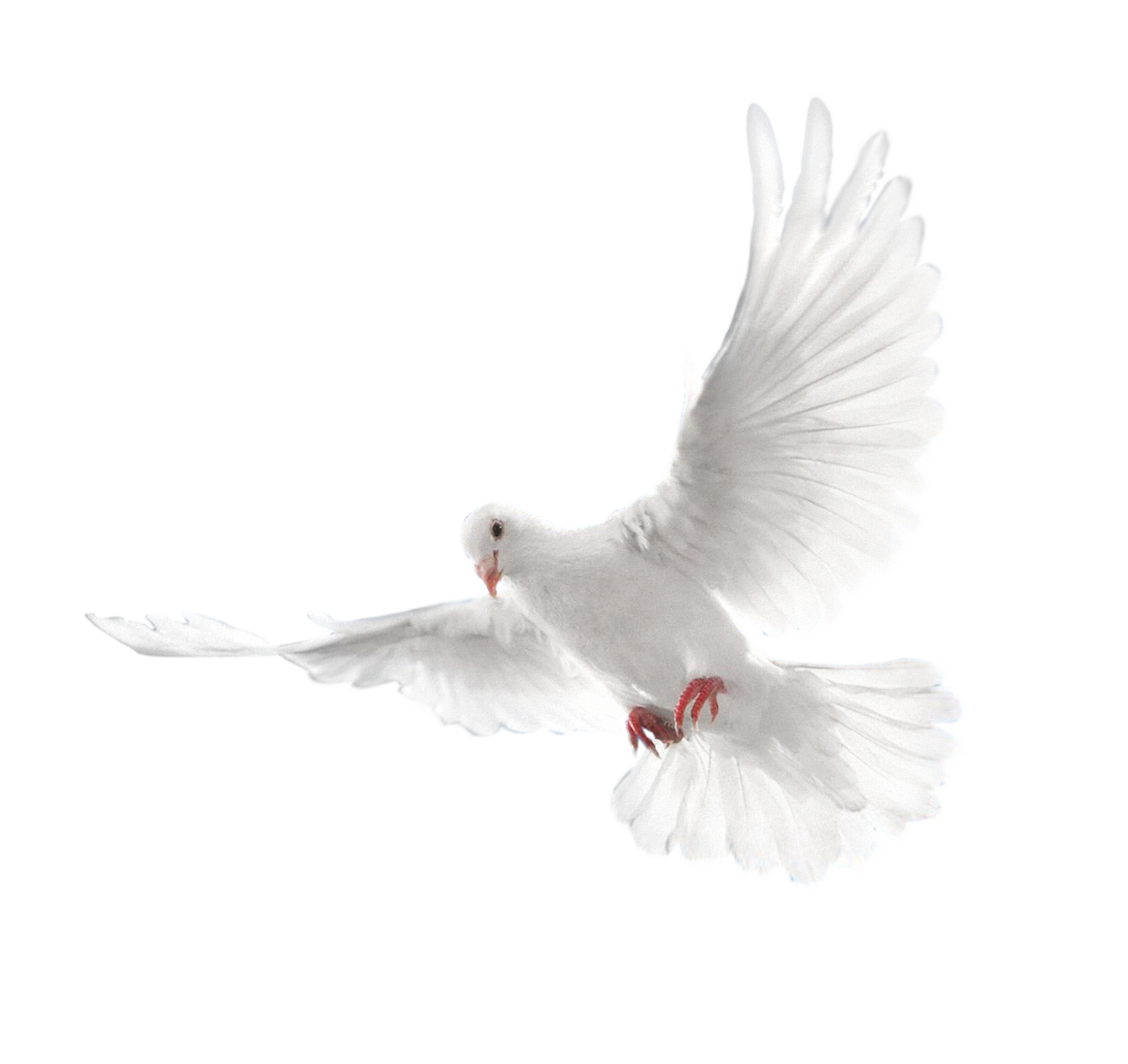 Columbidae Holy Spirit Doves as symbols.