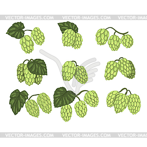 Set of green hop cones branches with leaves. Brewin.