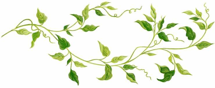 Horizontal vine clipart green.