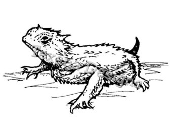 Horned lizard clipart.