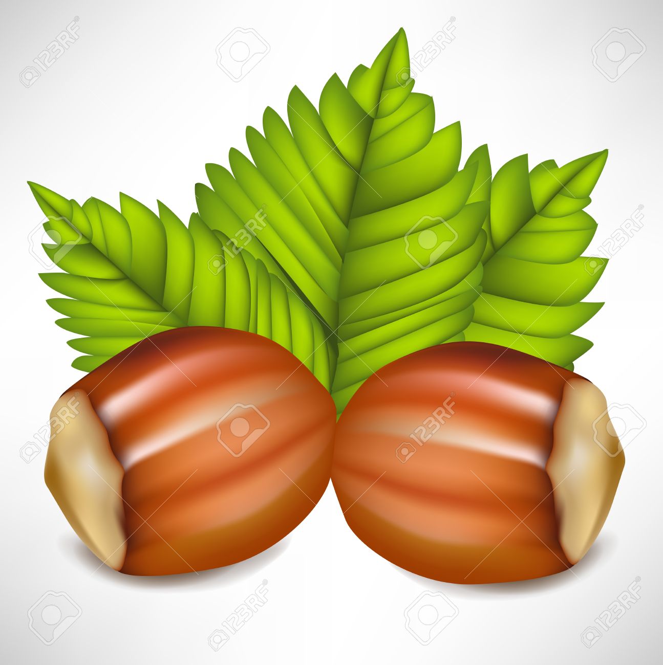 Two Hazelnuts In Shell Arrangement Royalty Free Cliparts, Vectors.