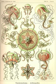 Ernst haeckel, Beautiful and Geometry on Pinterest.