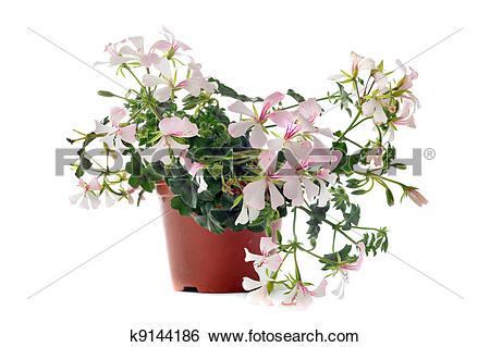 Stock Images of hanging geraniums k9144186.