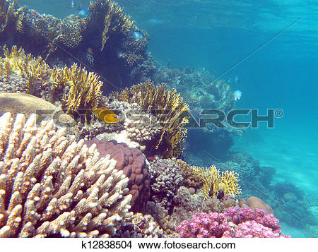 Stock Photo of colorful coral reef with hard corals at the bottom.