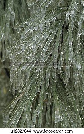 Stock Photo of Hard rime ice on ponderosa pine branch and needles.