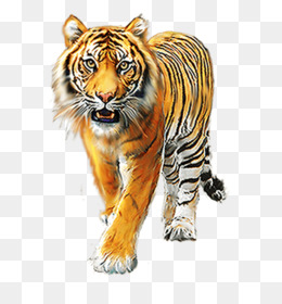 Harimau, Singa, Detroit Lions gambar png.