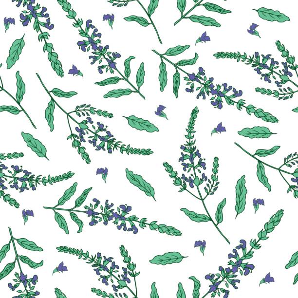 Purple Sage Clip Art, Vector Images & Illustrations.