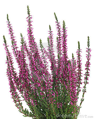 Purple Heather Stock Photos, Images, & Pictures.