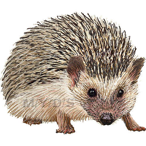 Hedgehog Clipart.