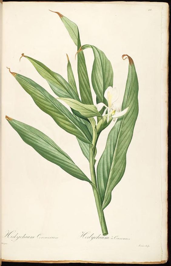 Hedychium Coronarium or The white ginger lily, is a perennial.