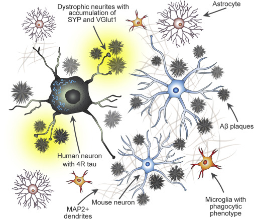 Testing the Amyloid Hypothesis with a Humanized AD Mouse Model: Neuron.