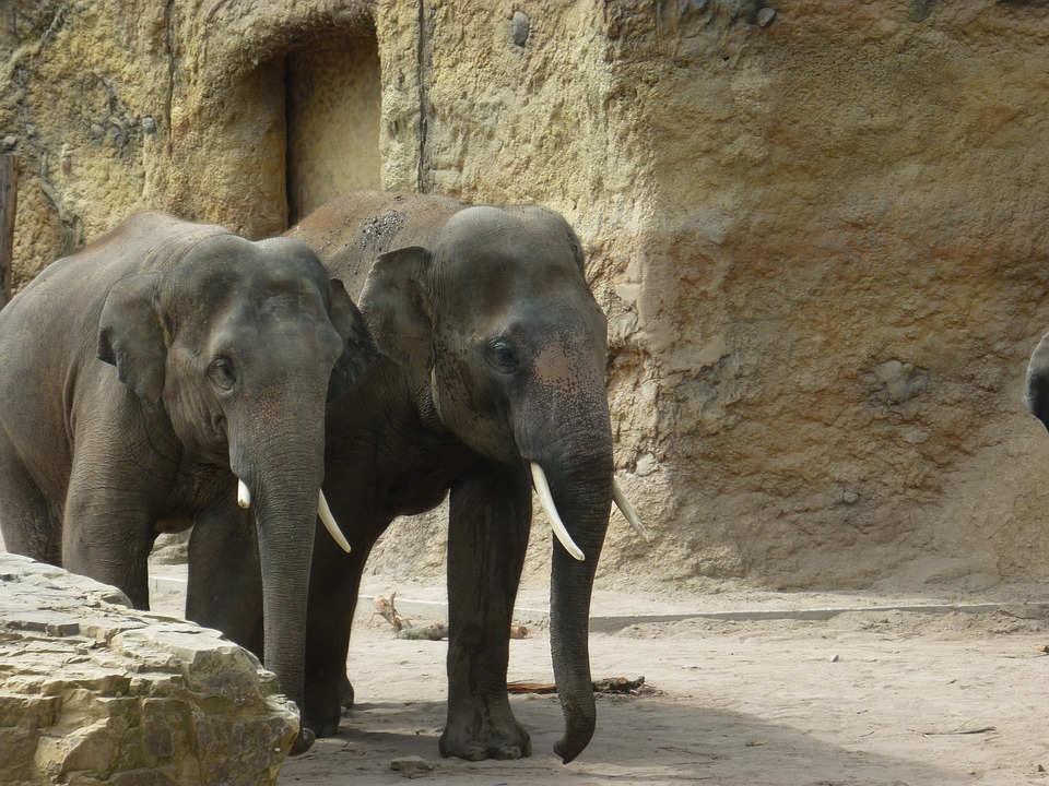 Free photo Wild Elephants Animals Zoo Animals Heidelberg Zoo.