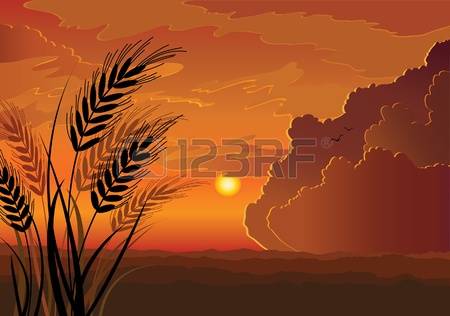 572 Wheat Field Sunset Stock Vector Illustration And Royalty Free.