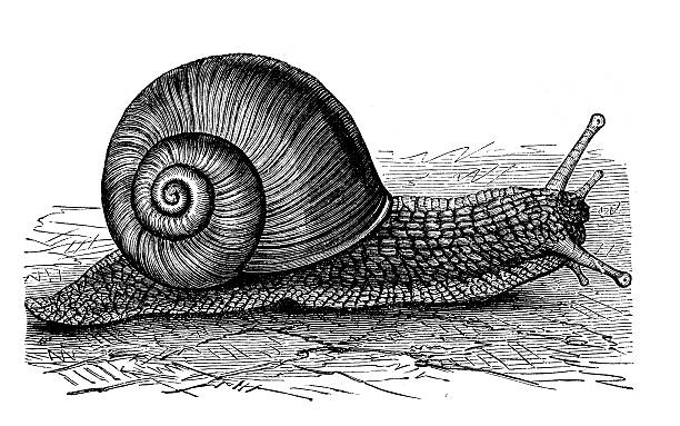 Antique Illustration Of Helix Pomatia (Burgundy Snail, Roman Snail.