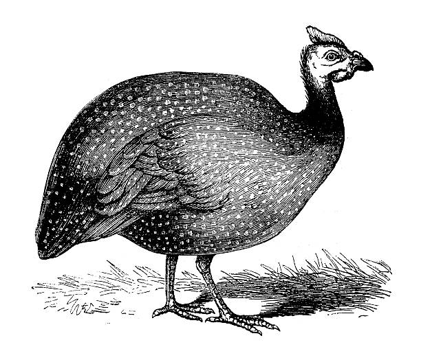 Drawing Of The Guinea Fowl Clip Art, Vector Images & Illustrations.