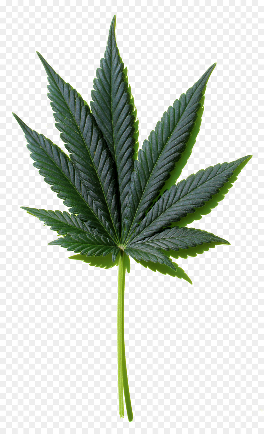 Cannabis Leaf Background png download.