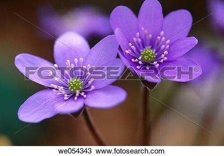 Stock Photo of Liverwort (Hepatica nobilis) we054343.