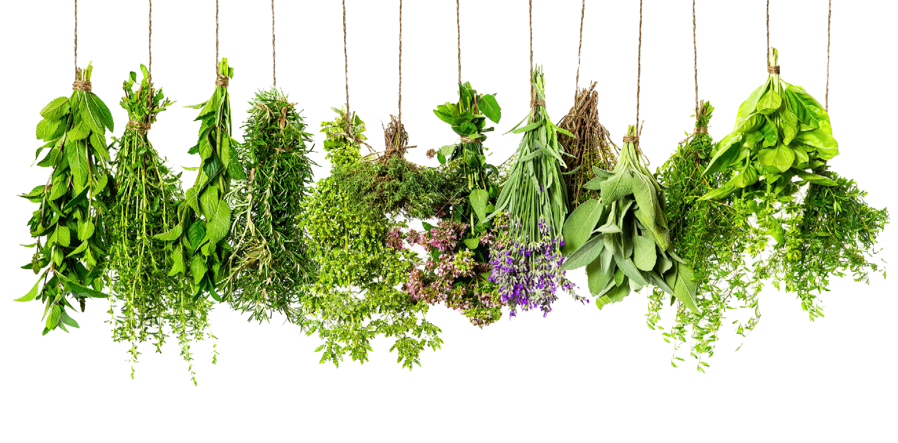 Herbs PNG HD #2603.